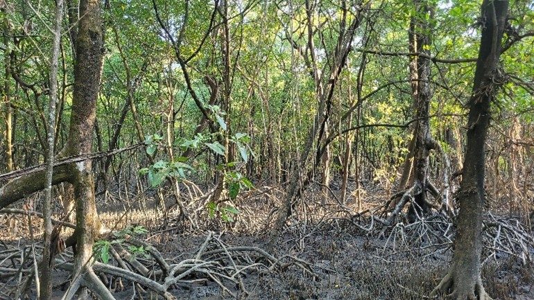 Projeto Connection of the Amazon River, Mangroves and Reefs by sediment circulation